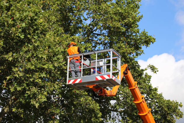 Best Hazardous Tree Removal  in Pleasant Hill, MS